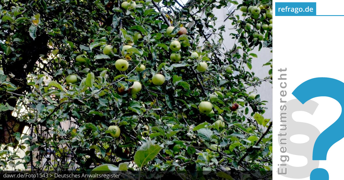 Fallobst Wem gehören Äpfel oder Birnen vom Baum des Nachbarn? refrago