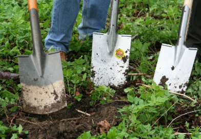 Ausgraben von Bäumen, Sträuchern oder Blumen: Muss man als Mieter beim Auszug im Mietergarten eingegrabene Pflanzen wieder entfernen?